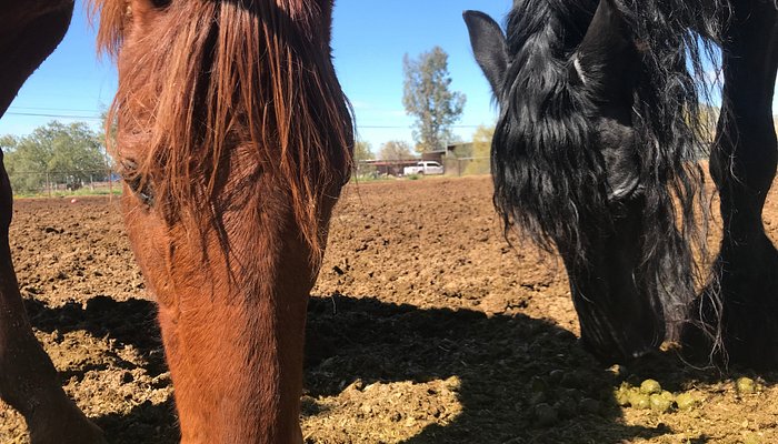 Trailhead Ranch